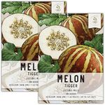 Seed Needs, Tigger Melon Seeds - 20 Heirloom Seeds for Planting Cucumis melo - Produces Small Tiger Striped Fruits, Delicious, Non-GMO & Untreated (2 Packs)