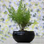 Lasaki Bowl Small Black Ceramic Pots for Indoor Plants, Planters, Flower, Pots, gamla, Outdoor, Balcony, Home, Garden, Office Decor, Succulent Pot(D - 15 X H - 8 cm)(Plants not Included)