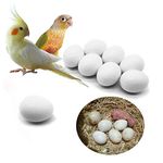 FOIBURELY 8 Pcs Solid Parrot Dummy Eggs Hatching Eggs Green Cheek, Lorikeet&Ringneck Dove, Quaker, Cockatiel. Trick The Birds to Stop Laying Eggs, Dummy Eggs