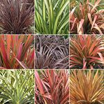 GardenersDream 5 x Mixed Phormium Outdoor Plants - Live Evergreen Hardy Shrubs - Healthy Outdoor Garden Ready Potted Plants - Ornamental Grass Plants for Gardens, Patio, Borders (30-40 cm)