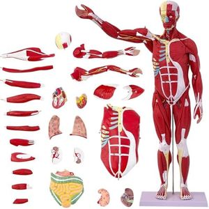Human Anatomy Muscle Model, 27 Parts 1/2 Life Size 33” Human Body Muscular System Anatomy Model with Removable Organs and Muscle Anatomy Includes Color Manual for Medical Educational Training Study