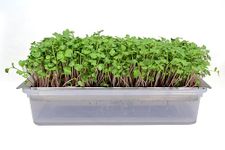 BOSI Leaf Stainless Steel Made Microgreen and Wheatgrass Grow Tray Self Watering | Food Grade Steel Tray | Long Lasting up to 15 Years