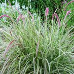 Pennisetum Cherry Sparkler - Fountain Grass | Outdoor Garden Ready Hardy Perennial Plants | 20-30cm Potted