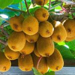 M-Tech Gardens Rare Hybrid Kiwi " Solissimo " Exotic 50 Fruit Seeds for Growing