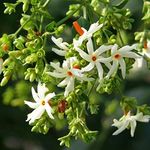 ENINE Parijat (Harshringar) Seeds - Beautiful Fragrant Flowers for Home Garden - Fast Germinating and Easy-to-Grow Variety 20 seeds