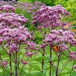 Gebdinsh Garden® Imported Joy Pye Weed Flower Seeds For Kitchen Gardening (Pack Of 100 Seeds)