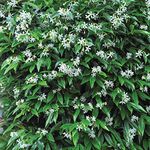 Star Jasmine Evergreen Climbing Garden Plant for Trellis, Fences and Obelisks Baring Fragrant White Summer Flowers, 1 x Trachelospermum Jasminoides in a 2L Pot by Suttons