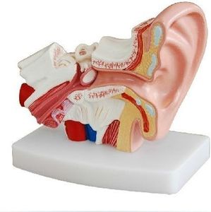 Doc.Royal Human Professional Desktop Ear Joint Simulation Model Medical Anatomy PVC Plastic Type DR-XF-102