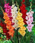 Growth Seeds Gladiolus Flower Bulbs For Your Home Plant & Gardening (Pack Of 15) Mix Colour's