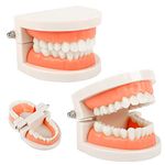 2Pcs Teeth Dental Demonstration Model, Tooth Model, Dental Model, Anatomical Teeth Model for Dental Teaching or Oral Care