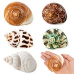 5PCS Medium and Large Hermit Crab Shells | Natural Sea Conch Size 2.2" - 3.4", Opening Size 1.5" - 2" | Turbo Seashells for Hermit Crab Supplies and Beach Decoration Medium Large Sea Shell