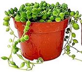 Live Succulent (4" String of Pearls