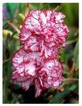 Creative Farmer Perennial Plant Dianthus Raspberry Ripple Flower Seeds - Kitchen Garden Pack