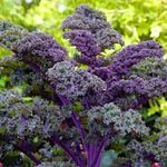 Gebdinsh Garden® Imported Red Kale Vegetables Seeds For Kitchen Gardening (Pack Of 2 Gram Seeds)