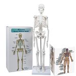 Aliwovo Skeleton Model Anatomy Mini Human Anatomical Skeleton Medical Education Study 17.7"Model with Colorful Manual and Exquisite Packaging