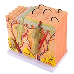 Human Skin Magnified Model 3D Skin Anatomy Model with 50X Magnification Skin Anatomy Physiology Model with Written for Biology Education Dermatology Teaching