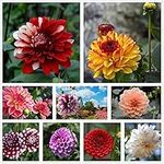 Dahlia Seeds Compound Petals Multi-Color Mixed Individually Packaged (900 +) Outdoor Garden Potted Plants (Non-GMO)(5g)