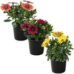 Live Osteospermum Plant - Assorted 