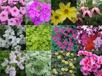 10 x Hanging Basket and Patio Mixed Summer Collection Plug Plants from Plugplants4u