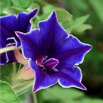 Outsidepride 50 Seeds Annual Ipomoea Nil Morning Glory Blue Picotee Climbing Vine Flower Seeds for Planting