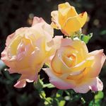 Rose Bush 'Peace' - Two-Toned Hybrid Tea Scented Rose Bush in 3 Litre Pot - Ready to Plant (1 Plant)