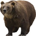 Brewster Umb91030 54-Inch By 54-Inch Brown Bear Wall Mural