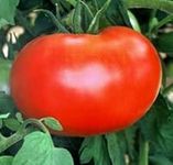50 Better Boy Tomato Seeds - JDR Se