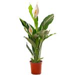 Spathiphyllum Peace Lily Large Indoor House Plant Purify The Air in Your Home (70-80cm (Incl. Pot))