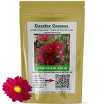 Dazzler Cosmos Flower Seeds (Approx.285 Seeds- 2 Gram) Add a Pop of Color to Your Flowerbeds or Containers