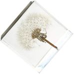 3D Dandelions Paperweight Real Puff Specimen Statue in Crystal Glass Cube Desk Ornament Fengshui Decor for Graduation Birthday Glass Balls