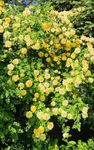 100PCS Yellow Climbing Rose Seeds R