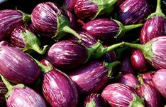 Balsacircle Eggplants