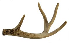 Big Dog Antler Chews Whitetail Deer Antler Dog Chew, Medium, 9 Inches to 13 Inches Long, Natural, Healthy Long Lasting Treat. for Medium to Large Size Dogs and Puppies! Happy Dog !