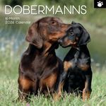 The Gifted Stationary 2026 Square Wall Calendar, Dobermans, 16-Month Paw Prints Theme Hanging Calendar with 180 Reminder Stickers, Month Planner for Home, or Creative Spaces, 12x12 In