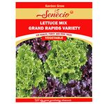 SENECIO� Grand Rapids Leafy Lettuce Mix Variety Easy to Grow Terrace Kitchen Garden Pack of 100 Seeds