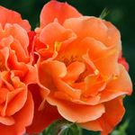 Royal Paradise Garden Rare 1 Healthy Live Plant Kordes Climbing Rose Westerland