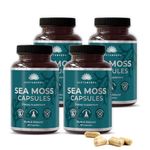 Saptamveda Irish Sea Moss 500MG 60 Capsules (Pack of 4) With Bladderwrack, Burdock, Turmeric & Bioperine Powder | Thyroid Support | Immune Health, Healthy Skin & Joint Support | Formula For Wellness