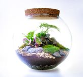 Large Glass Globe Terrarium with Living Plants, Moss and Tool Set - The Ultimate Terrarium Kit