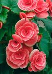 Gebdinsh Garden® Imported Begonia Flower Seeds For Kitchen Gardening (Pack Of 100 Seeds)