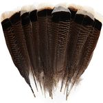 THARAHT 24pcs Natural Wild Turkey Tails Feathers Quill Bulk 6-8inch 15-20cm for DIY Crafts Project Collection Wedding Decoration Wild Turkey Tails Feather