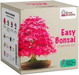 Grow Your own Bonsai kit – Easily G