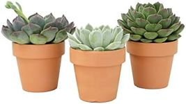 Echeveria Succulents Live Plants in