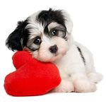 Wallstick Cute Dog with Heart wallstickers (Vinyl 80 cm x 50 cm)