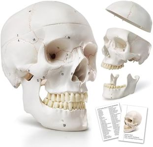 HADWYN 2024 Human Skull Anatomical Model,with Painted Sutures 54 Pcs Labeled Numbered Skull Models for Medical Students,Human Brain Model for Kids Drawing Anatomy