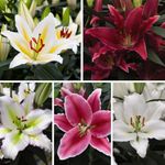 Trumpet Scented Lily Garden Plant Hardy Bulbs Flowering Garden Plants Easy to Grow Your Own 12x Bulbs by Thompson and Morgan