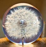 Dandelion Dreamball Paperweight Crystal Wishing Ball Unique Dandelion Paperweight The Perfect Gift (7cm) Diameter