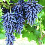 M-Tech Gardens Grape Vine Plant (Finger Grapes, Hybrid) Exotic 1 Live Fruit Plant