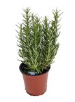 Rosemary Live Plant Aromatic Herb with Medicinal & Culinary Use | Indoor/Outdoor Flowering Herb Plant for Home & Kitchen Garden | Pack of 1 Live Healthy Plant
