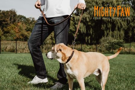 Mighty Paw Leather Martingale Dog Collar – Stainless Steel Chain, Safe Training