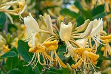 Lonicera Graham Thomas Scented Honeysuckle Plant - Climbing Honeysuckle in a 9cm Pot Ready to Plant